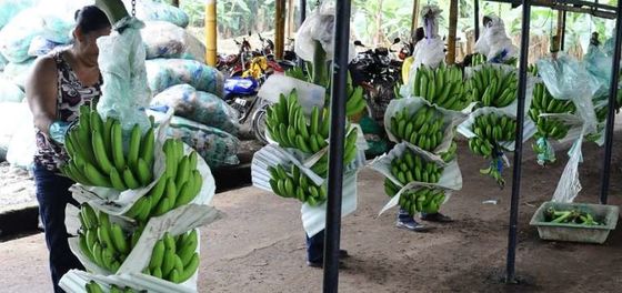 56mm-64mm Besi Baja Seng Perak Cableway Banana Farm Trolley Roller Pulley