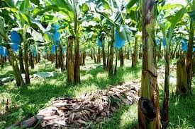250KG Industrial Farm Banana Cableway Roller Untuk Perangkat Keras Transportasi Mudah