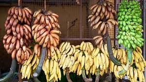 250KG Pertanian Pisang Cableway Rollers Trolley Untuk Perangkat Keras Transportasi Cepat Banana Garruchas
